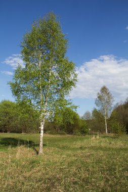 Bir bahar gününde taze yeşil huş ile güzel manzara.
