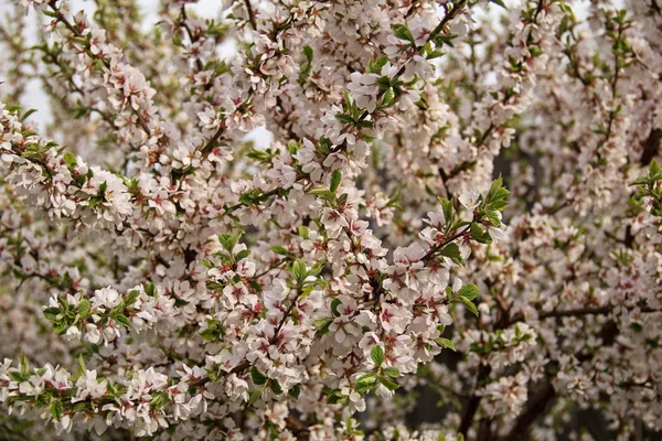 Білі пелюстки вишневого цвітіння навесні . — стокове фото