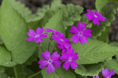 Güzel bahar pembe çiçekler Primula sieboldii.