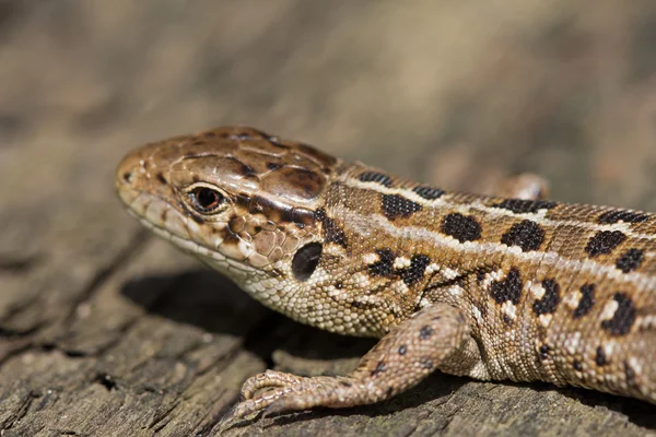 Chefen för brun Sandödla Lacerta agilis. Ryssland. — Stockfoto