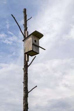 Kuru bir ağaç üzerinde ahşap kuş yuvası.