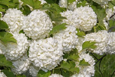 Beyaz çiçek açan snowball kartopu Buldenezh.