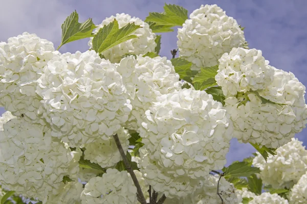 Λευκό λουλούδι το viburnum χιονοστιβάδας Buldenezh στην άνθιση. — Φωτογραφία Αρχείου