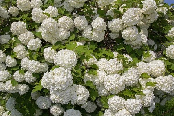 Flor branca da bola de neve viburnum Buldenezh em flor . — Fotografia de Stock