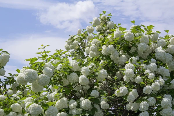 Λευκό λουλούδι το viburnum χιονοστιβάδας Buldenezh στην άνθιση. — Φωτογραφία Αρχείου