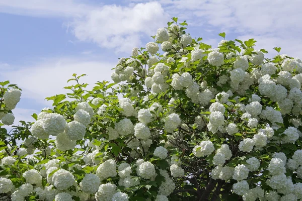Λευκό λουλούδι το viburnum χιονοστιβάδας Buldenezh στην άνθιση. — Φωτογραφία Αρχείου
