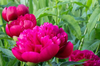 Bir yaz bahçesinde parlak pembe peonies.