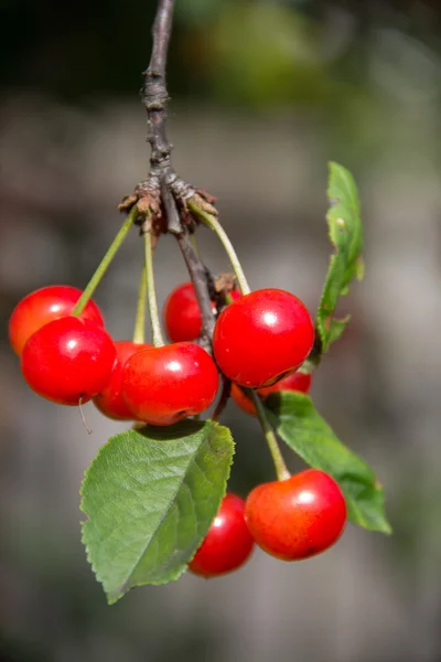 Ciliegie rosse su un albero all'inizio dell'estate . — Foto Stock