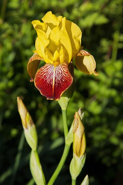 Rode en gele iris bloem op tuin zomer achtergrond. — Stockfoto