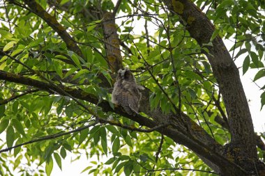 Bir ağaç dalı üzerinde oturan uzun kulaklı baykuş.