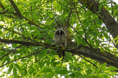 Bir ağaç dalı üzerinde oturan uzun kulaklı baykuş.