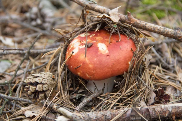 Ätbara russula svamp med en röd mössa i skogen. — Stockfoto