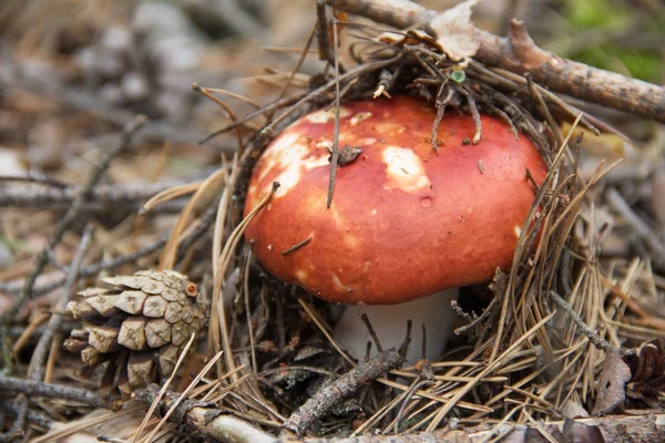 Eetbare russula paddenstoel met een rode Pet in bos. — Stockfoto