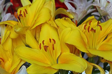 Güzel çiçekler sarı zambak.