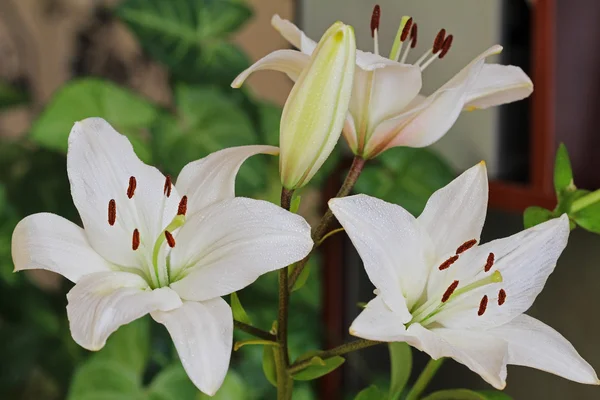 Hermosas flores lirios blancos . — Foto de Stock