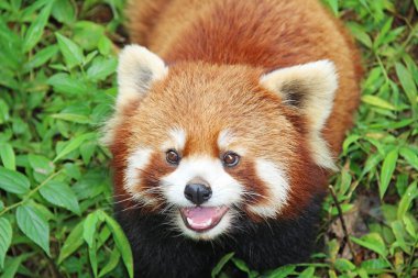 Firefox, Chengdu, Çin kırmızı Panda