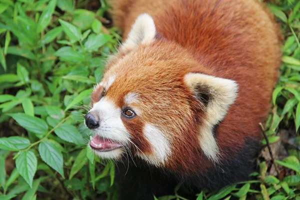 Firefox, il panda rosso a Chengdu, Cina — Foto Stock
