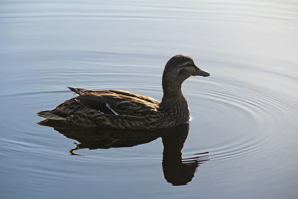 Pato selvagem em uma lagoa em uma noite de verão . — Fotografia de Stock