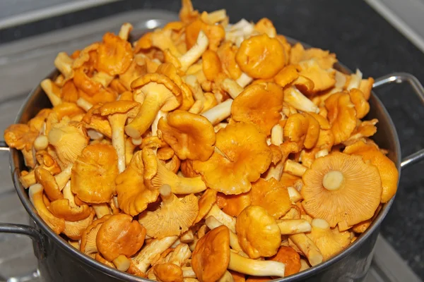 Taze Cantharellus cibarius mantar — Stok fotoğraf