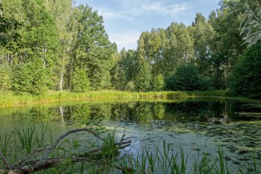 Yaz aylarında güneşli bir güzel Orman Gölü.