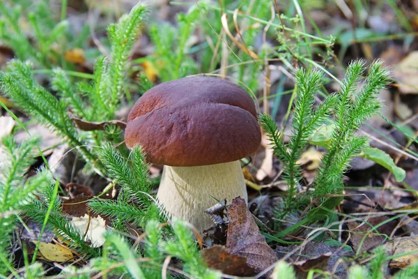 Vit svamp i en skogsröjning på sommaren. — Stockfoto