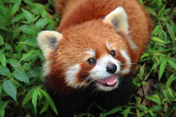 Firefox, röd Panda i Chengdu, Kina — Stockfoto