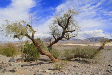 California, ABD ulusal parkında yeşil ağaç