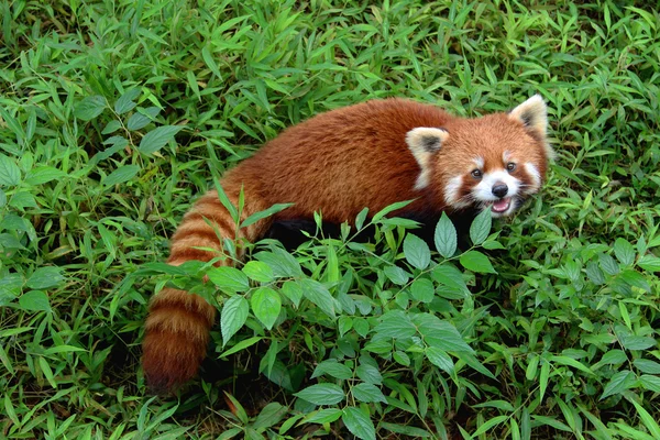 Firefox, a vörös Panda, Chengdu, Kína — Stock Fotó