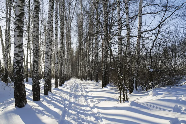 Winter birch grove with alley in sunny day. Russia. — Stock Photo, Image