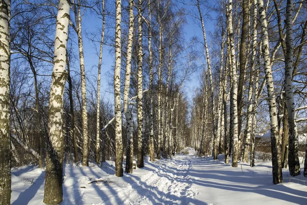Winter birch grove with alley in sunny day. Russia. — Stock Photo, Image