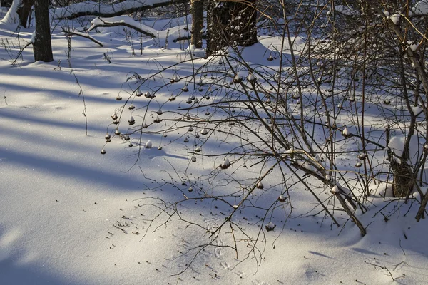 Bushes physocarpus kalinolistnogo (physocarpus opulifolius) in the winter forest. Russia. — Stock Photo, Image