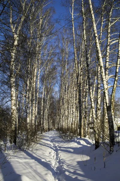 Winterbirkenhain mit Allee an sonnigen Tagen. Russland. — Stockfoto
