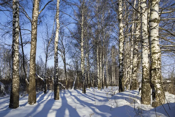 Winter birch grove with alley in sunny day. Russia. — Stock Photo, Image