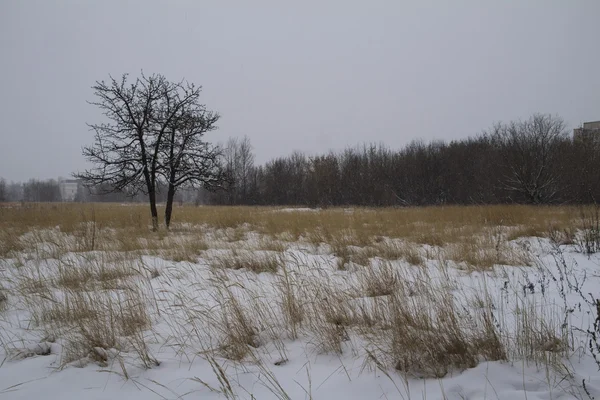 Мороз зимових краєвид поле сухої трави на місцях. Снігопад. Росія. — стокове фото