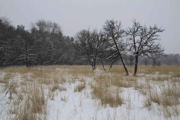 Frost Winter Landschaft Feld trockenes Gras Feld. Schneefall. Russland. — Stockfoto