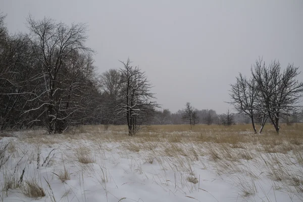 Frost winter landscape field dry grass field. Snowfall. Russia. — Stock Photo, Image