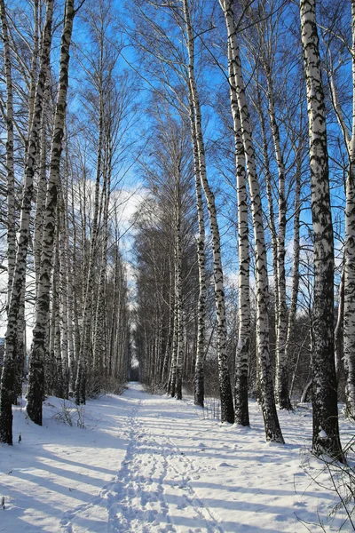Bouleau en hiver. Russie — Photo