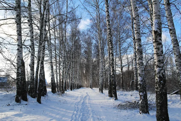 Birkenholz im Winter. Russland — Stockfoto