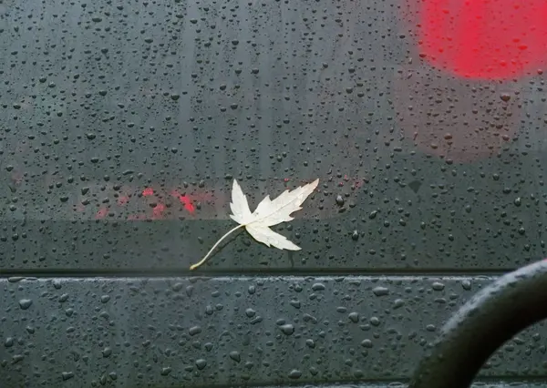 Yağmurlu araba penceresinde tek yaprak