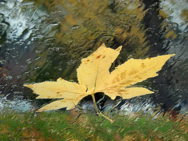 Yağmurlu araba penceresinde sarı yaprak