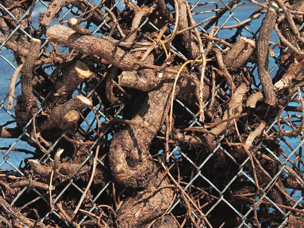 Zincir bağlantı içinde dolaşmış dalları