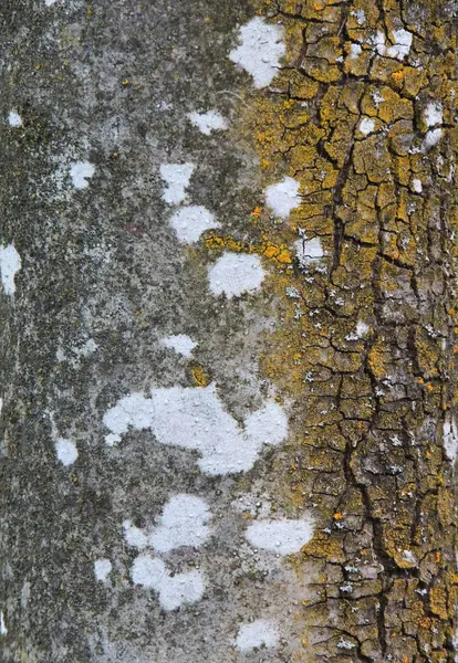 Yıpranmış ağaç gövdesi bölümünü