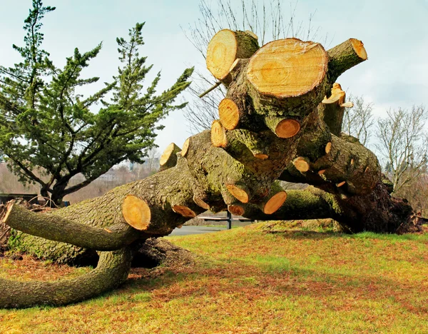 Darbe aşağı Delimb