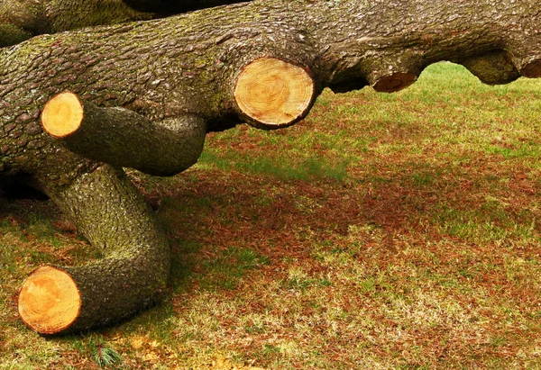 Düşmüş ve de-limbed ağacı