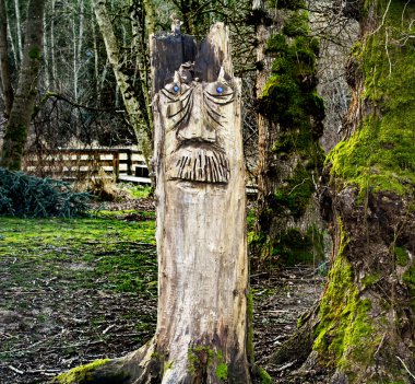 Ağaçlar üzgün koruyucu