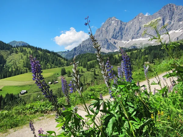 Çayırlar Avusturya Alpleri'nde çiçeklenme. Dağlarda yaz. Mor çiçekler, köknar ve kayalar. Dağ manzarası