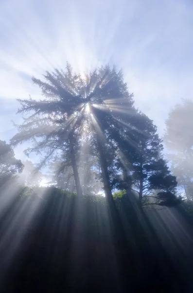 Großer Geisterbaum — Stockfoto