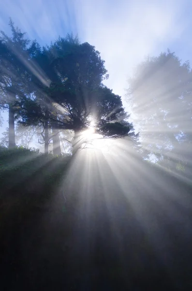 Großer Geisterbaum — Stockfoto