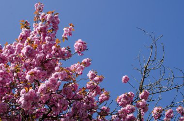 kiraz çiçekleri bahar 