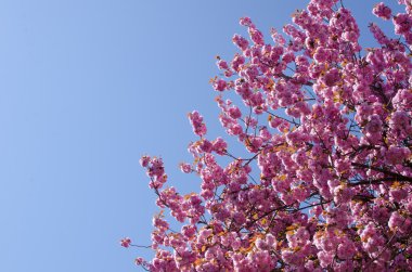 kiraz çiçekleri bahar 